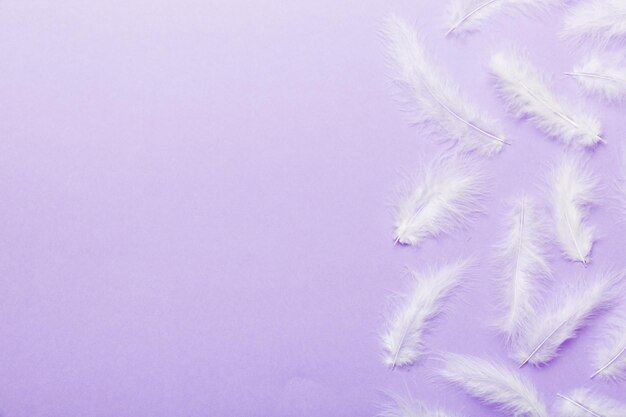 Photo background of brightly colored dyed bird feathers on colored background top view copy space