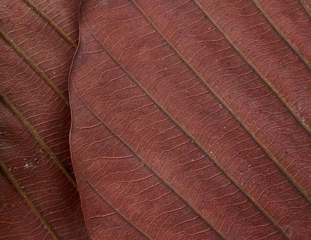 Background of the brown dry leaf