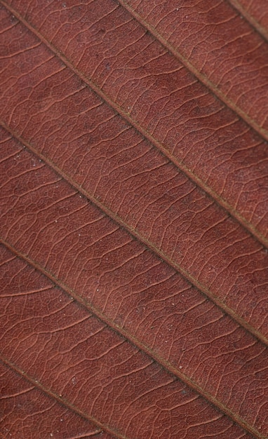 Background of the brown dry leaf