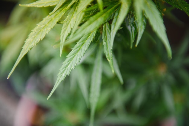 Background Canopy of Budding Indoor Marijuana Plants