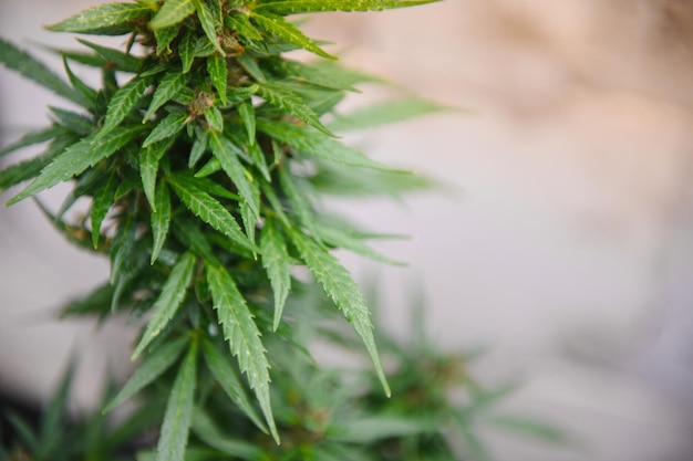 Background Canopy of Budding Indoor Marijuana Plants