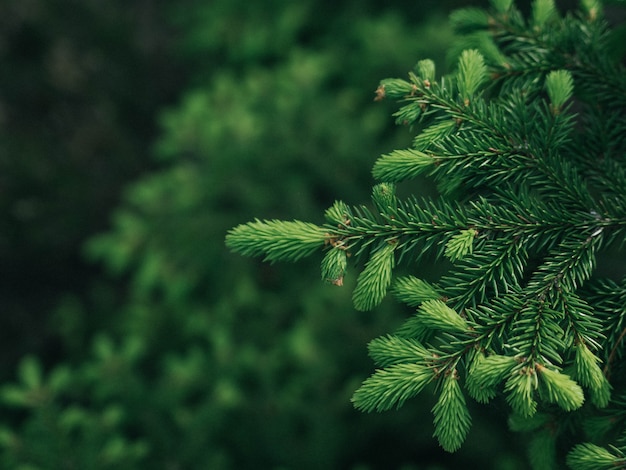 Background of Christmas tree branches