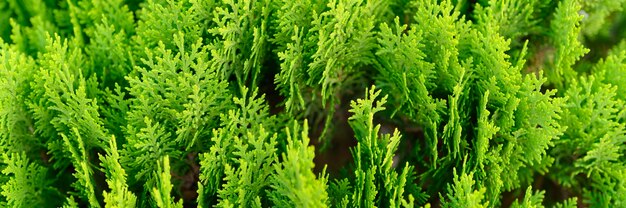 Background of closeup beautiful green christmas leaves of Thuja trees. Thuja occidentalis is an evergreen coniferous tree. banner