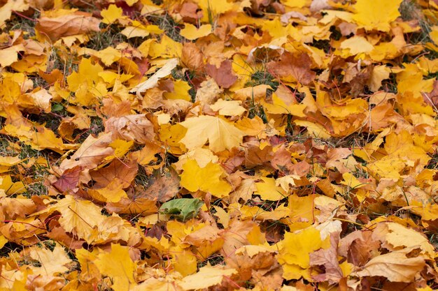 Background of colored  autumnal maple leaves in a morning.