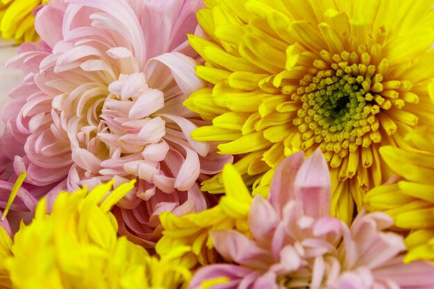 Background of the colorful chrysanthemum flowers