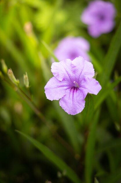 background of colorful flowers