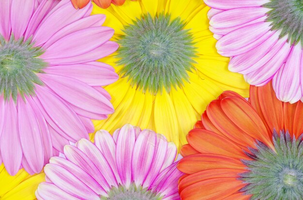 Background colorful gerberas close up