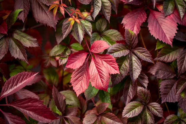 Background of colorful textured autumn leaves