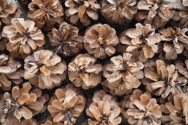 background of cones Beautiful big pine cones located next to each other New Years and Christmas