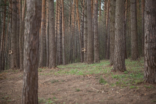 Background of a coniferous forest long