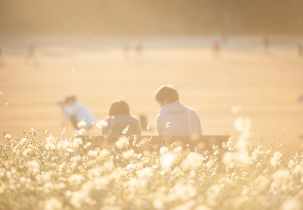 Background of couple and beautiful white cosmos field with the warm sunlight in Japan.