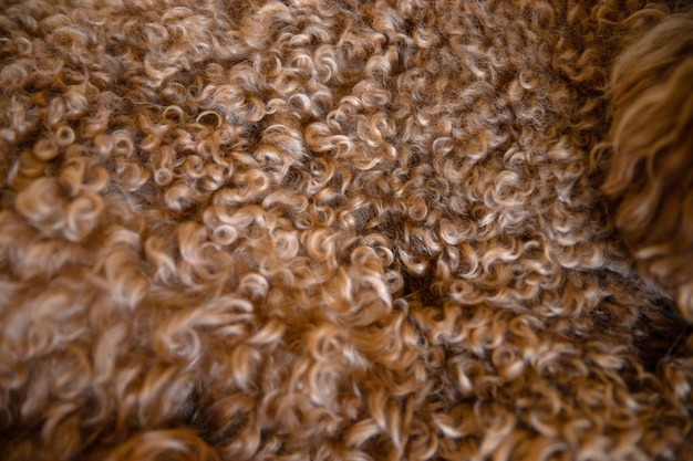 Background curly hair of a red poodle closeup