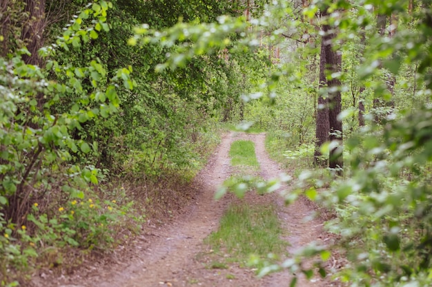 Background deciduous summer forest with a footpath