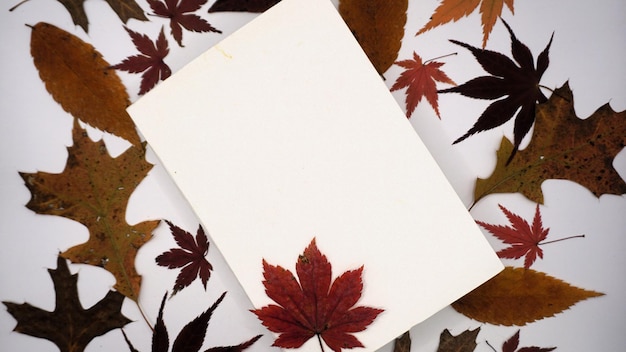 Background designed with maple leaves