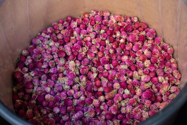 Background of dried petals and buds of rose