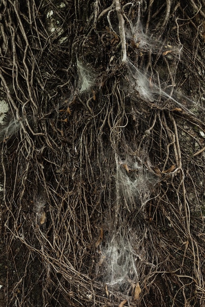 Background of dry dark tree roots with a lot of spider's web