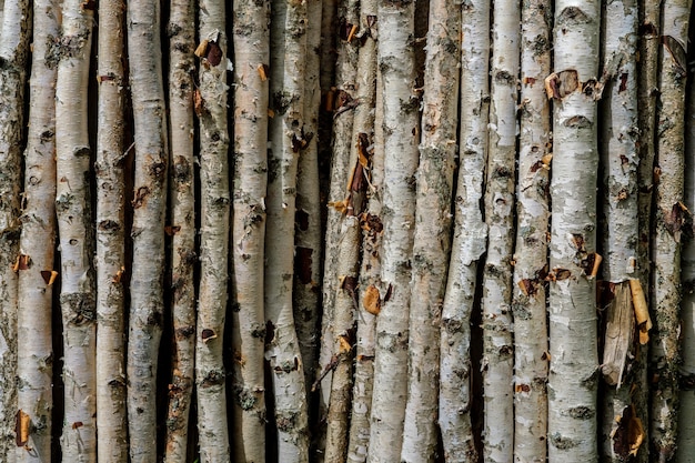 A background of dry and thin birch branches with twigs and in places torn off bark, lying vertically close to each other.