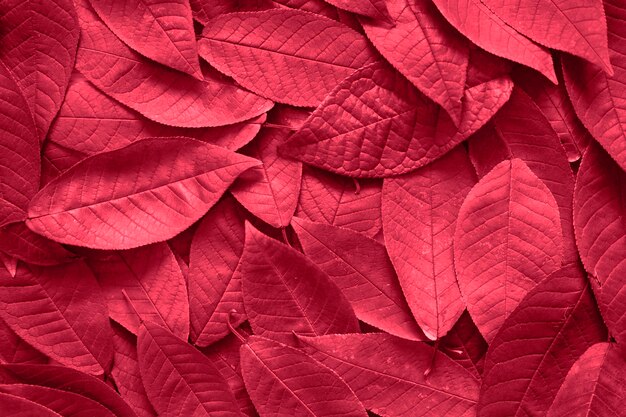 Background of fallen autumn red purple pink leaves of cherry toned in viva magenta trend color of the year 2023