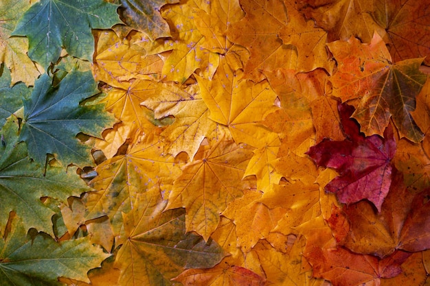 Background filled with maple leaves changing colors from green on through yellow and orange to red