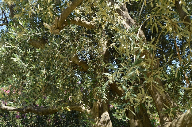 The background of a flourishing olive tree in spring on a Sunny day