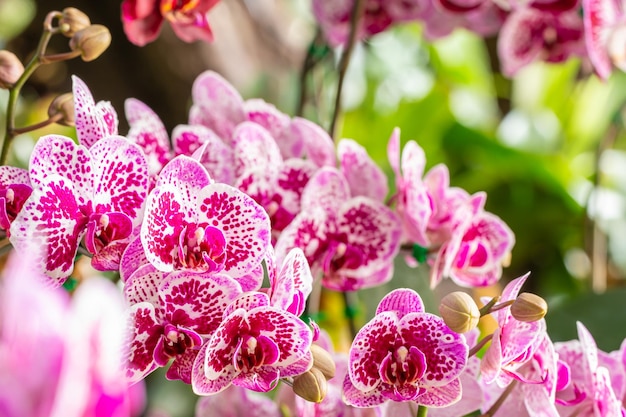 Background flower pink orchids Phalaenopsis with blurred of other blossom and green leaves in soft blurred style selective focus point