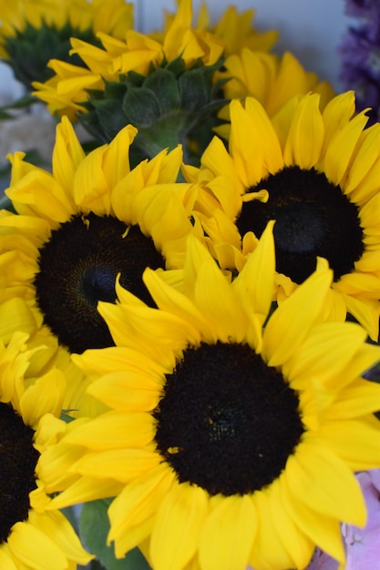 Background flowers sunflowers fresh blooming yellow flowers in shop for sale