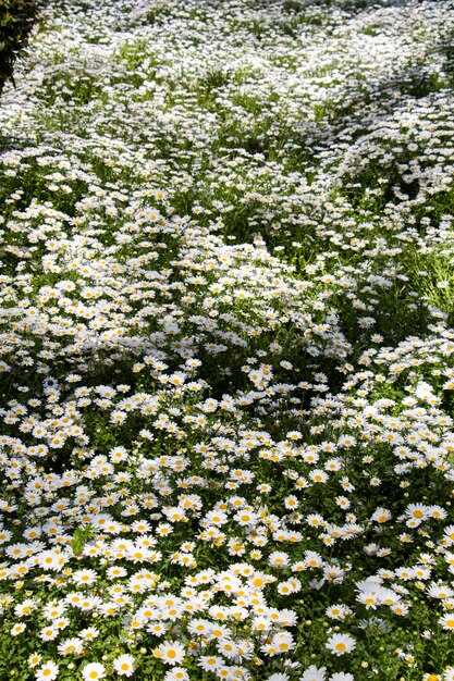 Background flowers of white daisies in flower bed