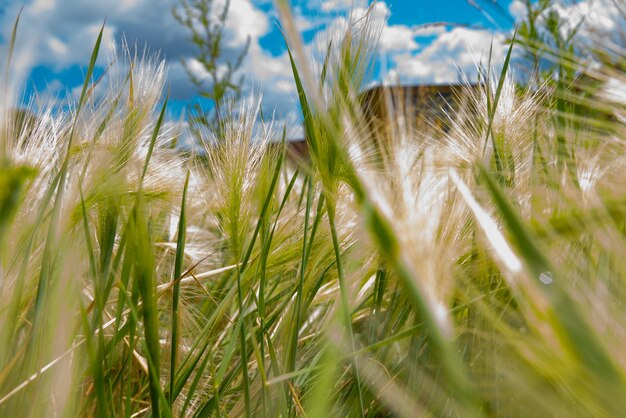 Background of fluffy spikelets of green barley close-up Blue sky and grass