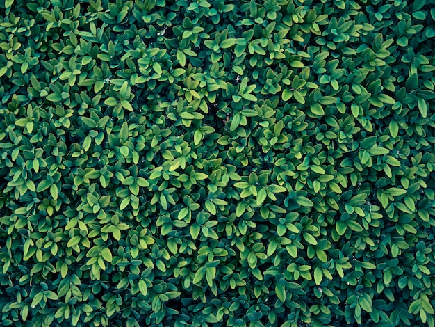 Background of fresh green leaves.