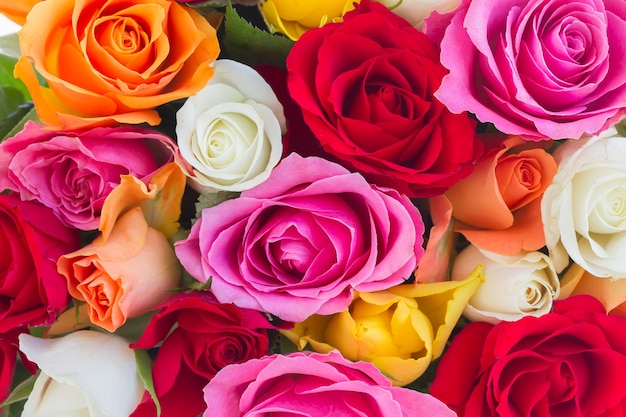 Background of fresh pink, yellow, orange, red, and white fresh roses