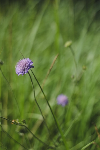 Background of fresh purple flowers and green leaves of Scabiosa in a summer garden close up