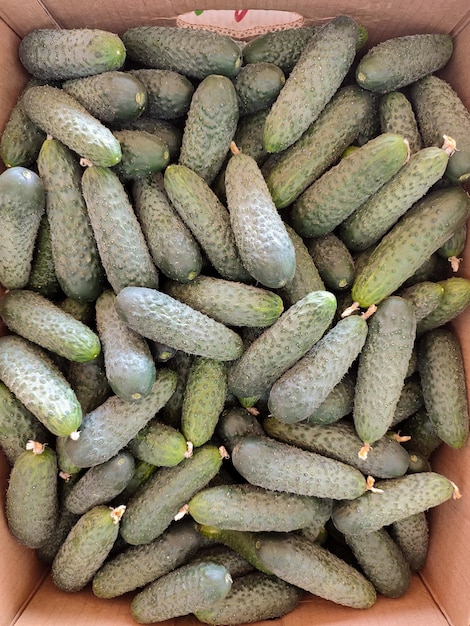 Background of freshly picked cucumbers covered with pollen The concept of agriculture