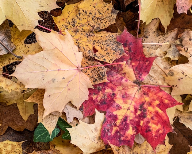 Background from autumn fallen leaves closeup The texture of the yellow foliage