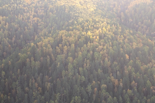 Background from the autumn forest dark green coniferous trees and yellow deciduous trees on the mountain slope With copy space