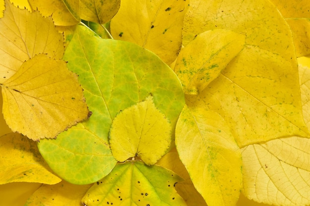 Background from autumn leaves of maple poplar birch pear linden A group of objects in yellow color