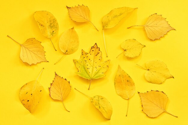 Background from autumn leaves of maple poplar birch pear linden on yellow