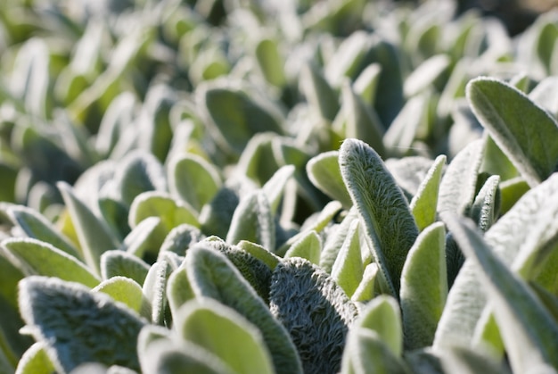 Background from the beautiful green leaves of the succulent plant