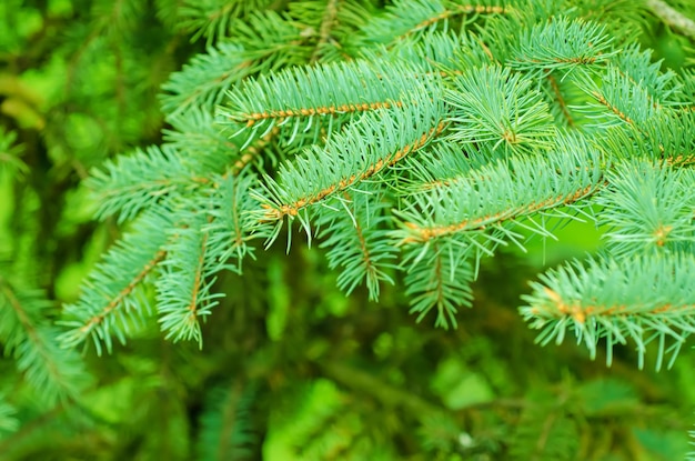 Background from conifer evergreen tree branches texture