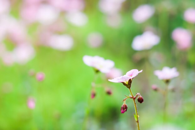 Photo background from delicate white pink flowers of saxifrage moss in spring garden