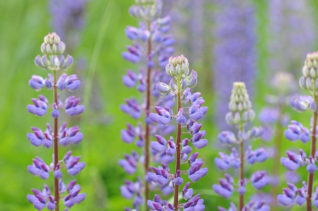 Background from flower of the lupine