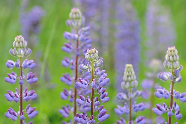 Background from flower of the lupine