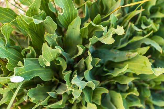 Background from green leaves. Abstraction from greening plants. Backdrop, substrate, texture for postcards, presentations, screensavers, captions, inscriptions or desktop wallpaper.