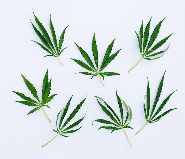 Background from green leaves of cannabis