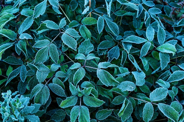 Background from green leaves covered with hoarfrost