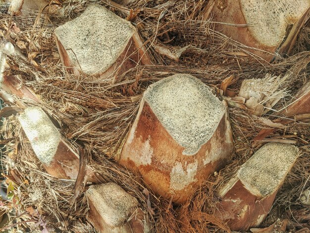 Background from a natural green leaf from a palm tree in the sunny day. Texture. Abstract