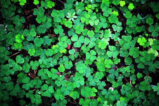 Background from plant clover four leaf. Irish traditional symbol. St.Patrick 's Day.