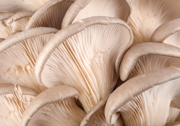 Background from the raw oyster mushroom