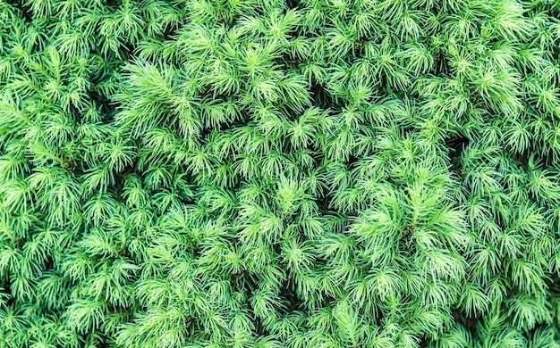 Background from shoots Canadian spruce Conica in spring Decorative coniferous evergreen tree