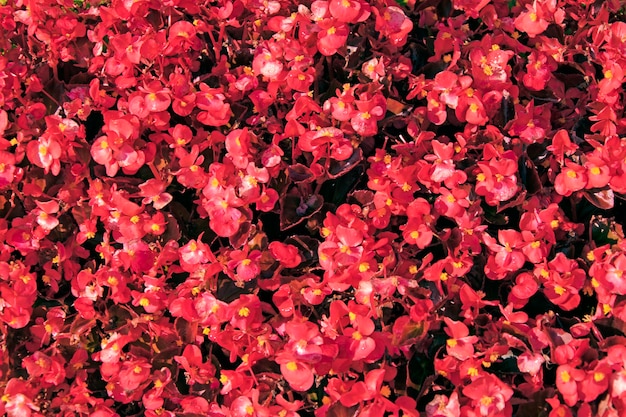 Background from small bright red flowers.