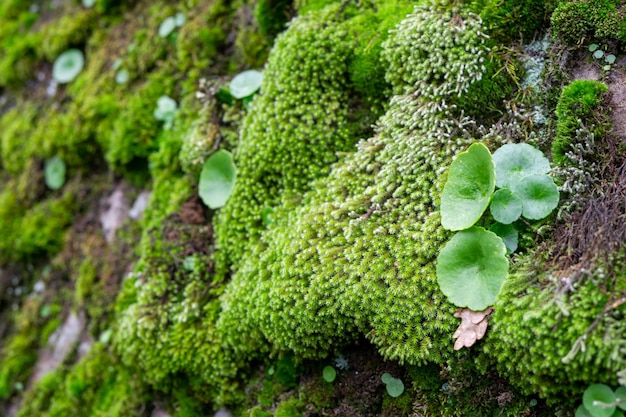 Background from stone covered with moss The rock is overgrown with green moss and plants